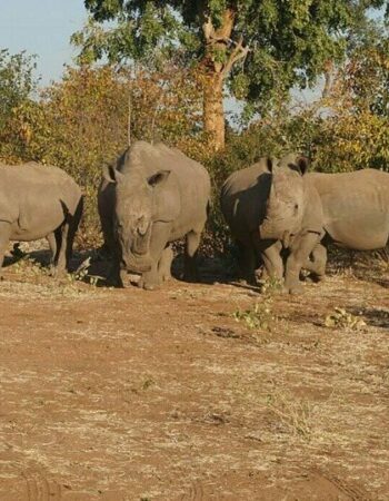 Arnolubi Safaris & Tours